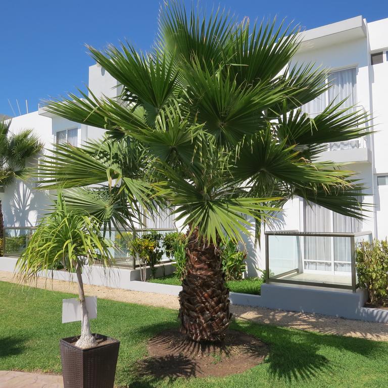 Lua Hotel Champotón Extérieur photo